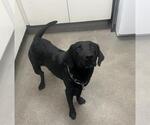 Small Labrador Retriever