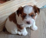 Puppy Party Yorkshire Terrier