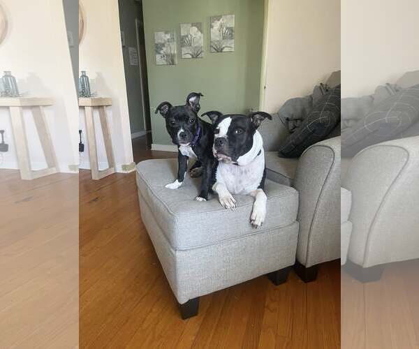 Medium Photo #5 Mutt Puppy For Sale in Catasauqua, PA, USA