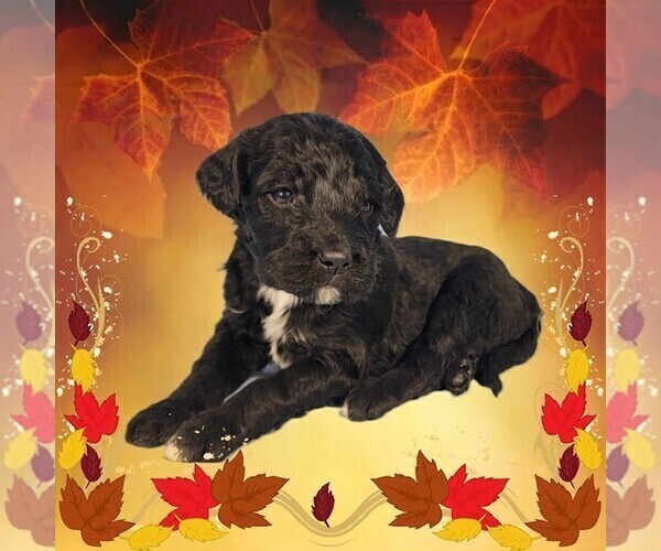 Medium Photo #3 Bernedoodle Puppy For Sale in BLACK FOREST, CO, USA