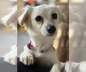 Chiweenie Dogs for adoption in San Diego, CA, USA