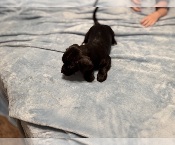 Medium Photo #10 Schweenie Puppy For Sale in DOTHAN, AL, USA