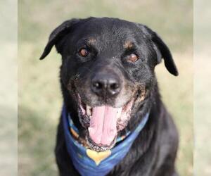 Rottweiler-Unknown Mix Dogs for adoption in San Antonio, TX, USA