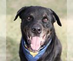 REX - Male Rottweiler-Unknown Mix Dog for Adoption - Small photo