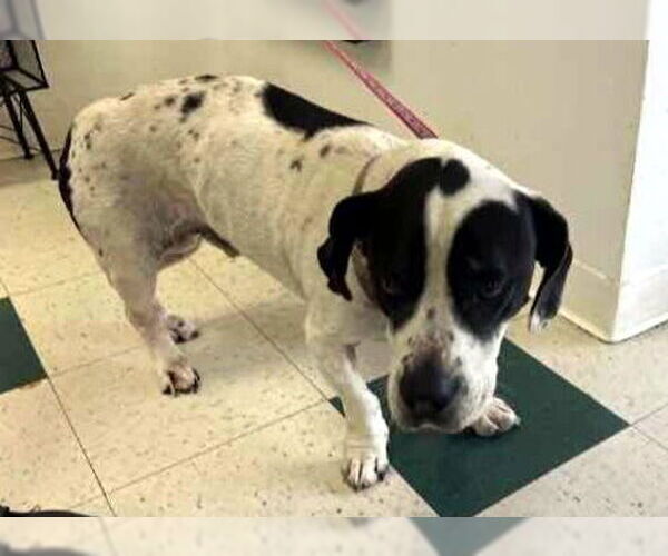 Medium Photo #5 Basset Hound-Unknown Mix Puppy For Sale in Deepwater, NJ, USA