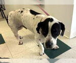 Small #4 Basset Hound Mix