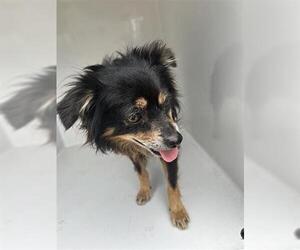 Chihuahua-Unknown Mix Dogs for adoption in Houston, TX, USA