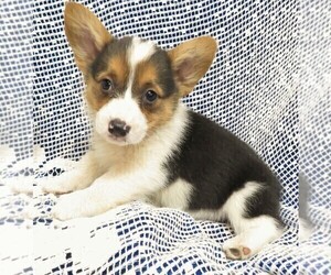 Pembroke Welsh Corgi Puppy for sale in NORWOOD, MO, USA