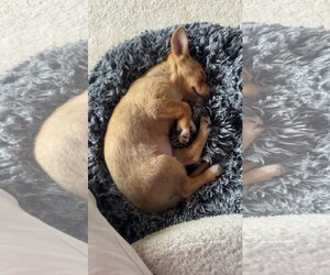Fizzy - Female Chihuahua-Unknown Mix Dog for Adoption - Photo #2