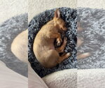 Small Photo #2 Chihuahua-Unknown Mix Puppy For Sale in Brooklyn Center, MN, USA