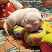 Small Photo #157 Dogo Argentino Puppy For Sale in JANE, MO, USA