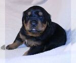 Small Photo #3 Rottweiler Puppy For Sale in HEMINGWAY, SC, USA