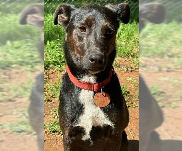 Medium Photo #10 Labrador Retriever-Unknown Mix Puppy For Sale in Forest, VA, USA