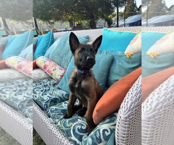 Medium Photo #3 Mutt Puppy For Sale in Imlay City, MI, USA