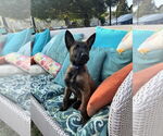 Small #2 Mutt