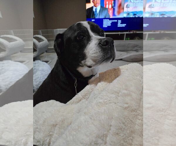 Medium Photo #3 Labrador Retriever-Unknown Mix Puppy For Sale in Hinckley, IL, USA