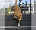 Small #15 Boxer Mix