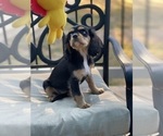 Small Photo #8 Cavalier King Charles Spaniel Puppy For Sale in BENTONVILLE, AR, USA