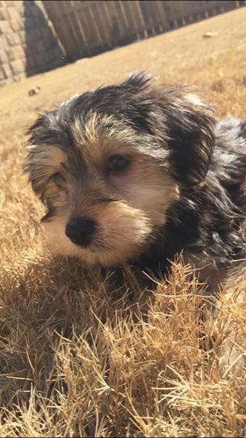 Medium Photo #1 Morkie Puppy For Sale in ACWORTH, GA, USA
