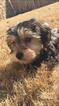 Small Photo #1 Morkie Puppy For Sale in ACWORTH, GA, USA
