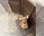 Small #3 Labrador Retriever Mix