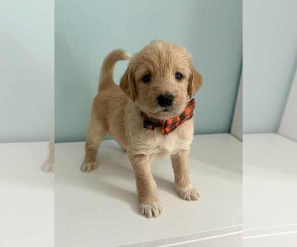 Medium Photo #3 Aussiedoodle-Labradoodle Mix Puppy For Sale in BRYANTOWN, MD, USA