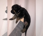 Small Photo #11 German Shepherd Dog Puppy For Sale in UTICA, NY, USA