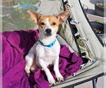 Small Chihuahua Mix