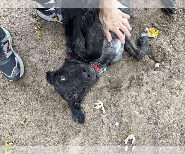 Medium Photo #11 Catahoula Leopard Dog-Labrador Retriever Mix Puppy For Sale in Oakhurst, NJ, USA