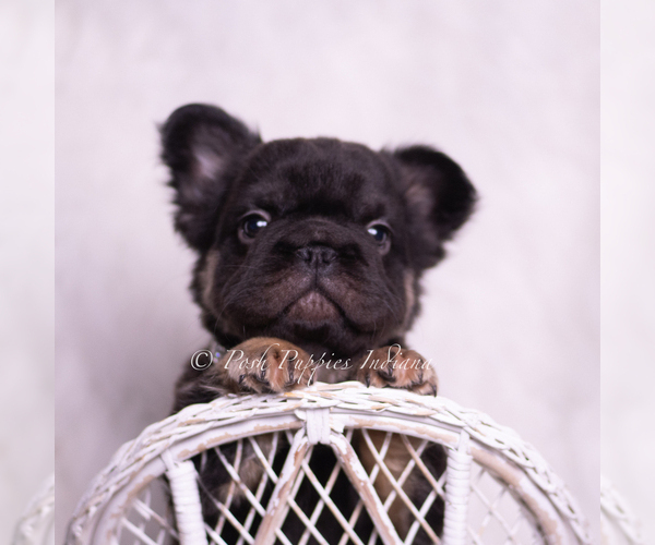 Medium Photo #5 French Bulldog Puppy For Sale in WARSAW, IN, USA