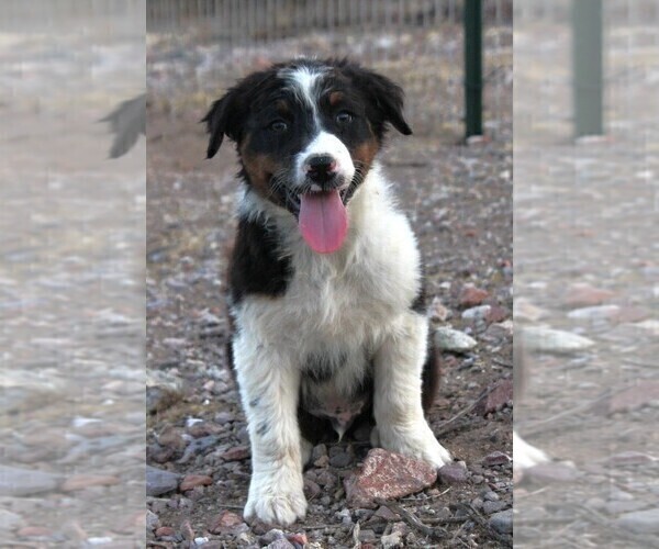Medium Photo #2 Australian Shepherd Puppy For Sale in WITTMANN, AZ, USA