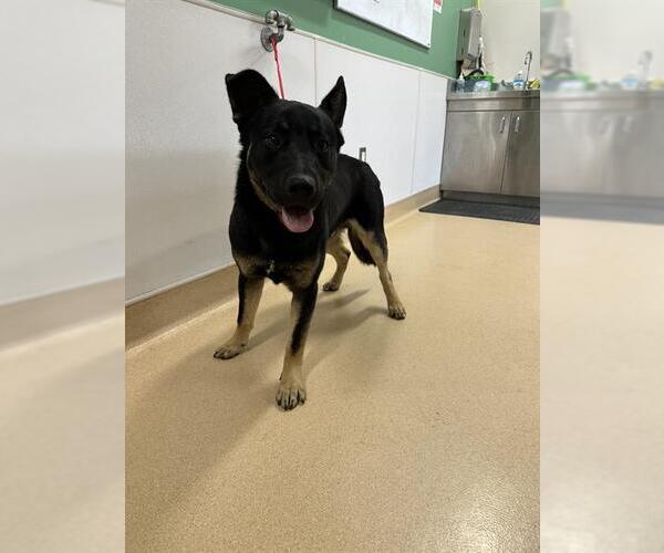 Medium Photo #1 German Shepherd Dog-Unknown Mix Puppy For Sale in Placerville, CA, USA