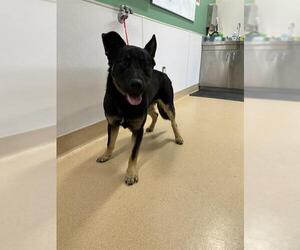 German Shepherd Dog-Unknown Mix Dogs for adoption in Placerville, CA, USA
