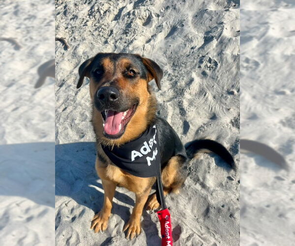 Medium Photo #2 Shepradors Puppy For Sale in Dana Point, CA, USA