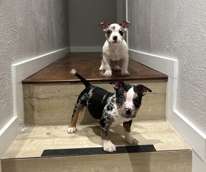 American Bully Puppy for sale in DALLAS, TX, USA