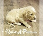 Small #1 Goldendoodle-Poodle (Standard) Mix