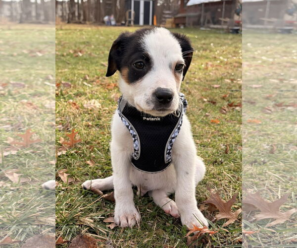 Medium Photo #1 Mutt Puppy For Sale in pomfret, CT, USA