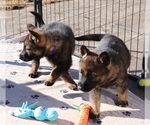Small Photo #7 German Shepherd Dog Puppy For Sale in RICE LAKE, WI, USA