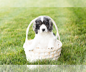 Cocker Spaniel Puppy for sale in MILLERSBURG, IN, USA