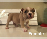 Puppy 3 American Bully Mikelands 