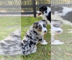 Small Photo #1 Australian Shepherd Puppy For Sale in MC ALPIN, FL, USA