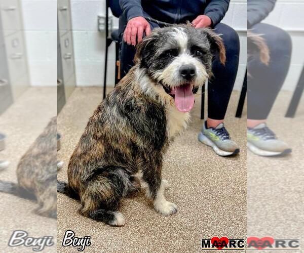 Medium Photo #1 Mutt Puppy For Sale in Maryville, TN, USA