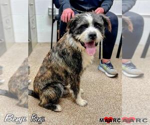 Mutt Dogs for adoption in Maryville, TN, USA