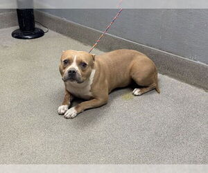 American Pit Bull Terrier-Unknown Mix Dogs for adoption in Las Vegas, NV, USA