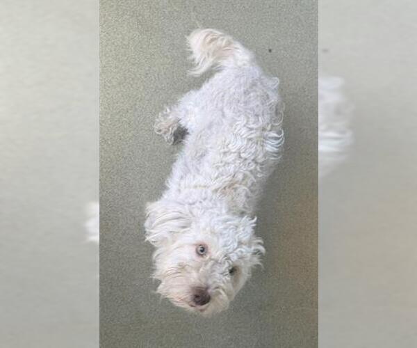 Medium Photo #1 Poodle (Miniature)-Unknown Mix Puppy For Sale in San Martin, CA, USA