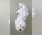 Small Poodle (Miniature) Mix