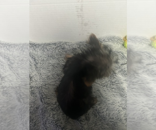 Medium Photo #4 Yorkshire Terrier Puppy For Sale in MARTIN, GA, USA