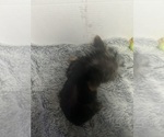 Small #3 Yorkshire Terrier