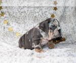 Small #3 French Bulldog