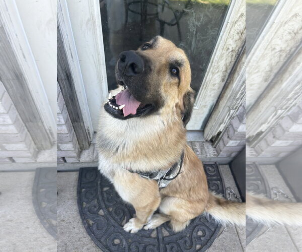 Medium Photo #2 Anatolian Pyrenees Puppy For Sale in McKinney, TX, USA